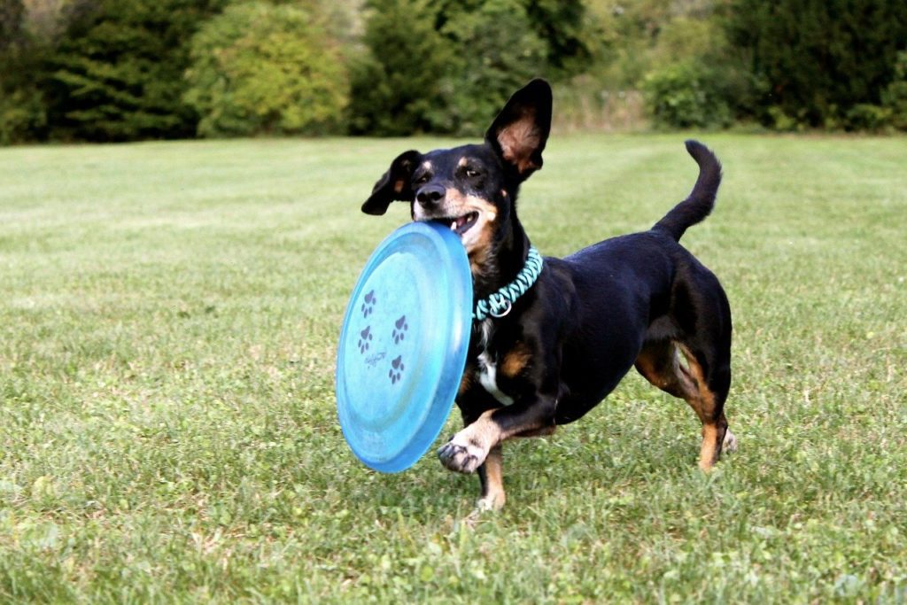 Invention Of The Frisbee