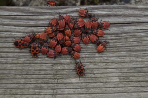 Creepy Crawlies Revenge